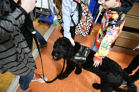 How Have Therapy Dogs Helped People With Anxiety