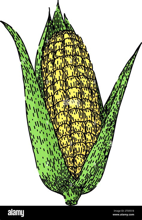 Fresh Corn Sketch Hand Drawn Vector Stock Vector Image Art Alamy