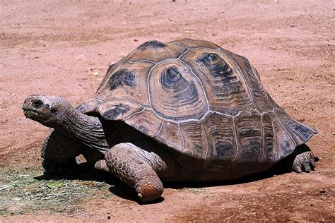 Aldabra Giant Tortoise Pictures - AZ Animals