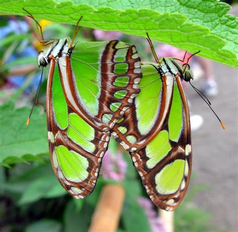 Butterfly Sex Two Green Butterflies Having Well S… Flickr