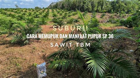 CARA MEMUPUK DAN MANFAAT PUPUK SP 36 SAWIT UNGGUL SRIWIJAYA TBM