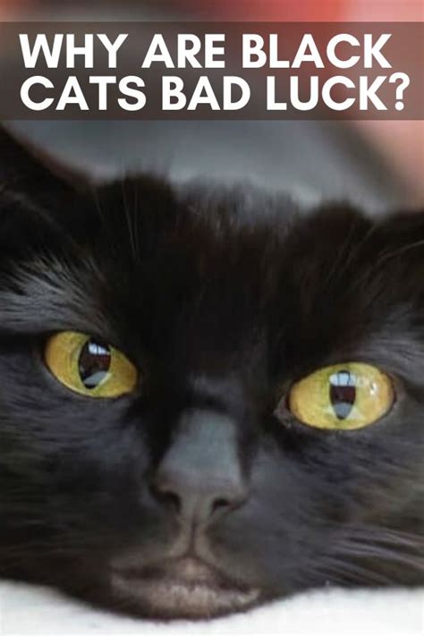 Why Are Black Cats Bad Luck Cat Lovers Humor Funny Cute Cats Beautiful Cats Pictures