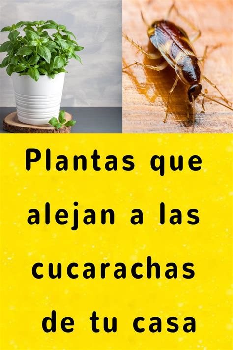 Plantas Que Alejan A Las Cucarachas De Tu Casa Guiadelacasa