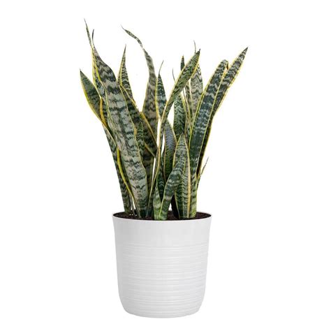 United Nursery Live Snake Plant Sansevieria Laurentii In 10 Inch White