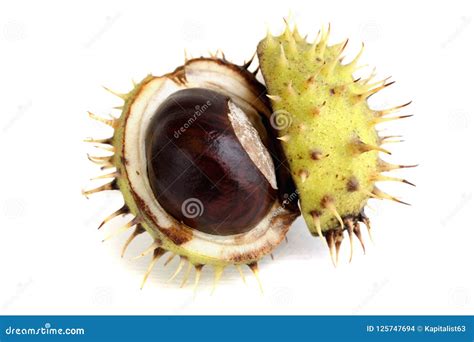 Opened chestnut in a shell stock photo. Image of tree - 125747694