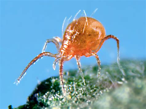 Phytoseiulus Persimilis Beneficial Insects For Cannabis Plantsman