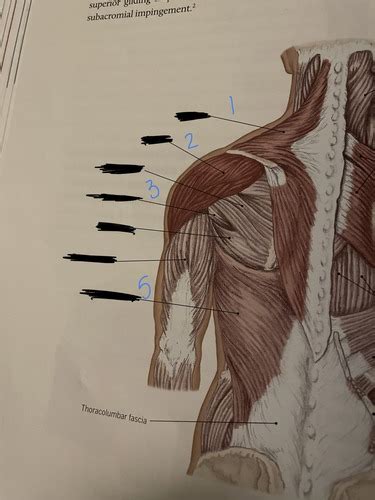 Anatomy Lab Practical Muscles Flashcards Quizlet