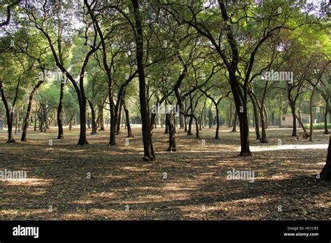 Vida silvestre de chapultepec fotografías e imágenes de alta resolución