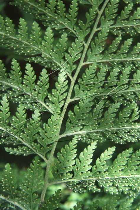 Palapalai Ferns Of Hawaii Hawaiian Forest