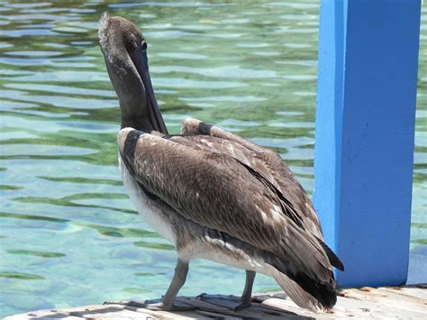 Banco De Imagens P Ssaro Pelicano Ave Marinha Animais Selvagens