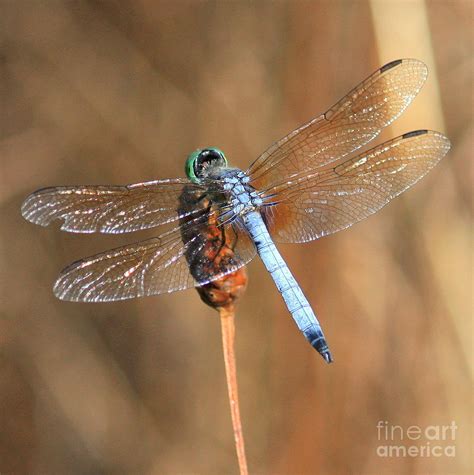 Blue Dragonfly Square Photograph By Carol Groenen Fine Art America