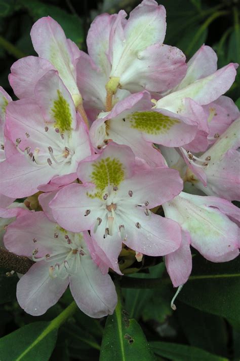 Buy Rosebay Rhododendron Free Shipping Wilson Bros Gardens 3 Gallon Pot For Sale Online