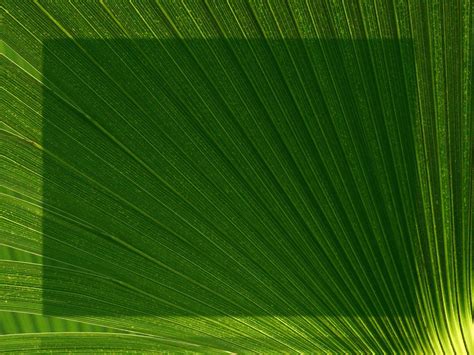 Palm Sunday Wallpapers Top Free Palm Sunday Backgrounds Wallpaperaccess