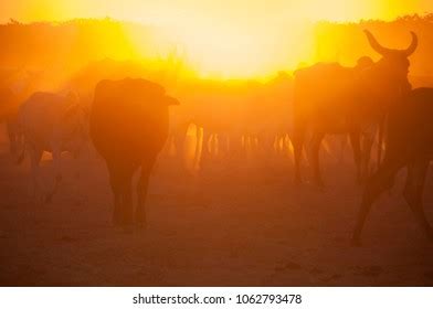 Herd Cows Sunset India Stock Photo 1062793478 | Shutterstock