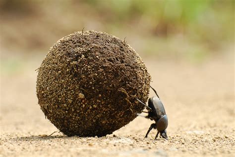 Dung Beetles For Farmers Birds On The EdgeBirds On The Edge