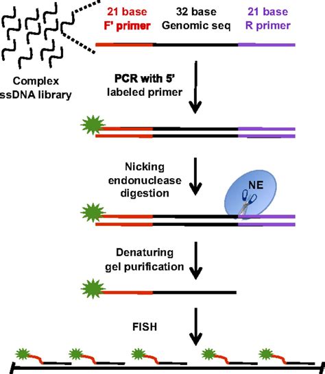 Versatile Design And Synthesis Platform For Visualizing Genomes With