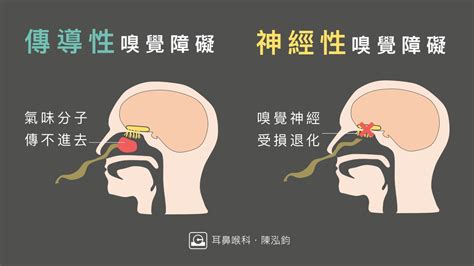 陳泓鈞醫師｜新竹竹北耳鼻喉專科推薦 為什麼聞不到氣味？了解嗅覺障礙