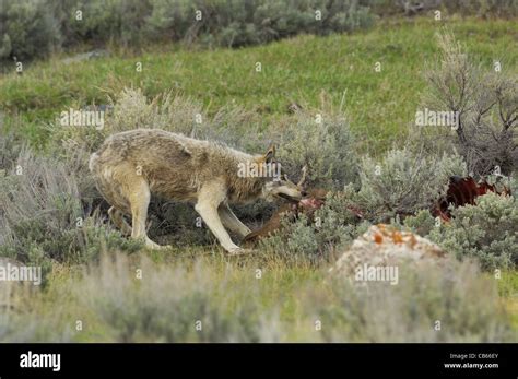 Loup Qui Mange Une Proie Banque De Photographies Et Dimages à Haute