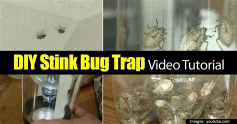 [14 Ways] How To Get Rid Of Stink Bugs In The Garden Stink Bugs Stink Bug Trap Bugs