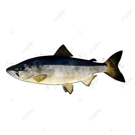 Watercolor Illustration Of A Chum Salmon Fish Isolated On White