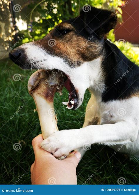 Perro Que Mastica En El Hueso Enorme Imagen De Archivo Imagen De