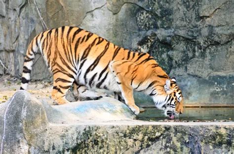 Tiger drinking water — Stock Photo © surawutob #59201505