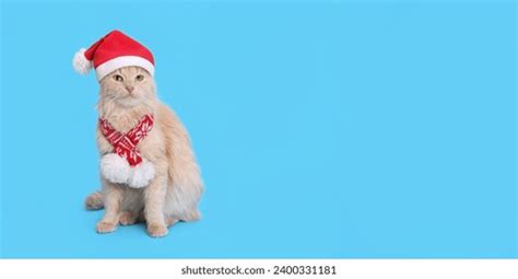 Gato con gorro de Papá Noel 2K descarga de fondo de pantalla