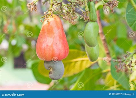 Cashew Nuts Growing On A Tree Stock Image Image Of Agriculture Fruit