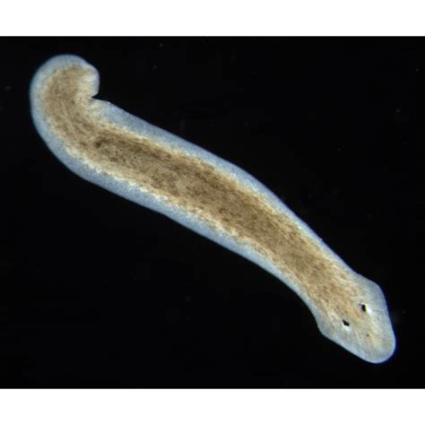 Biomax No Planaria