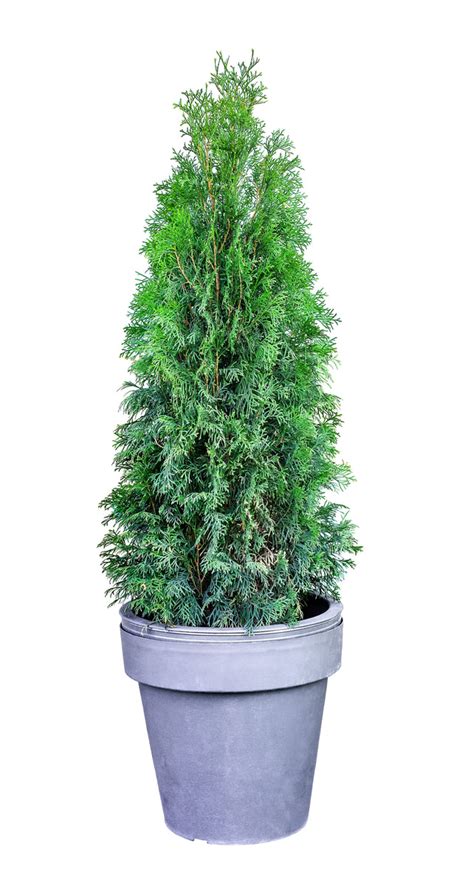 1 Gal Emerald Green Arborvitae Shrub Online Orchards