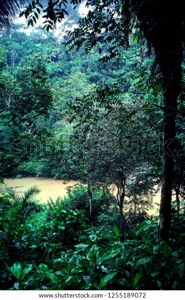 Macal River Cayo District Belize Stock Photo 1255189072 Shutterstock
