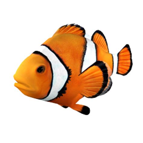 Colores Del Pez Payaso Clown Fish Clipart Large Size Png Image Pikpng