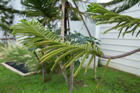 House Pine Or Araucaria Heterophylla Stock Image Image Of Botany