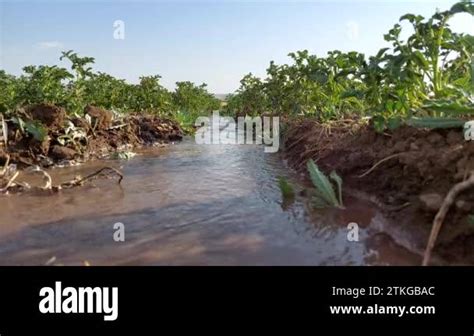 Potato Bed Irrigation Irrigation The Rows Of Growing Bushes Of