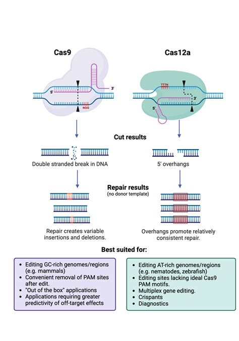 Cas Vs Cas A A Revolutionary Chapter In Genome Editing