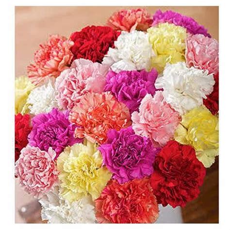 Carnation Flower Colors