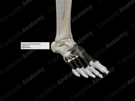 Dorsal Calcaneocuboid Ligament Complete Anatomy