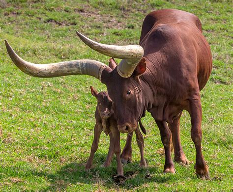 Ankole Watusi Horns