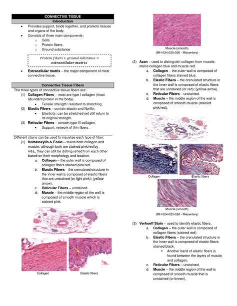 Solution Transes Human Histology 4 Connective Tissue Studypool