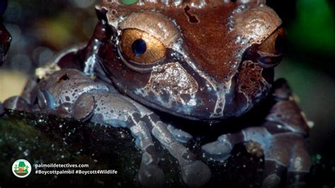 Spiny Headed Tree Frog Triprion Spinosus Palm Oil Detectives