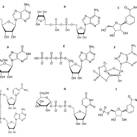 Chemical structure of ADN (A), ADP-ribose (B), NR (C), INO (D), ATP (E ...