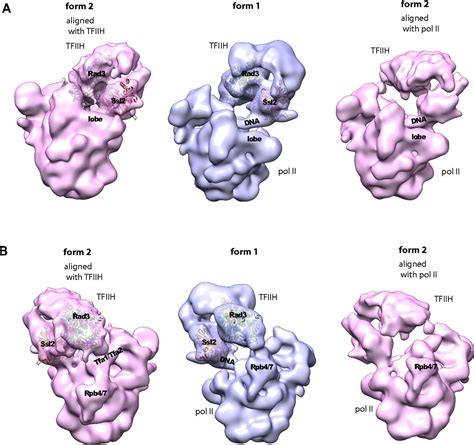 Structure Of An Rna Polymerase Ii Preinitiation Complex Pnas