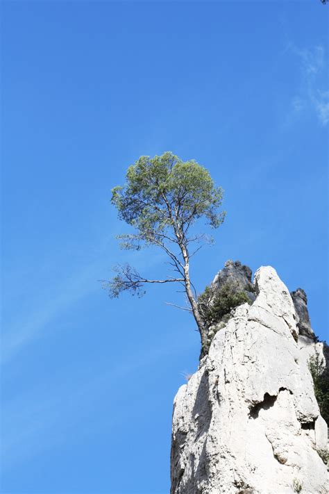 Fotos gratis mar árbol naturaleza rock rama montaña nube