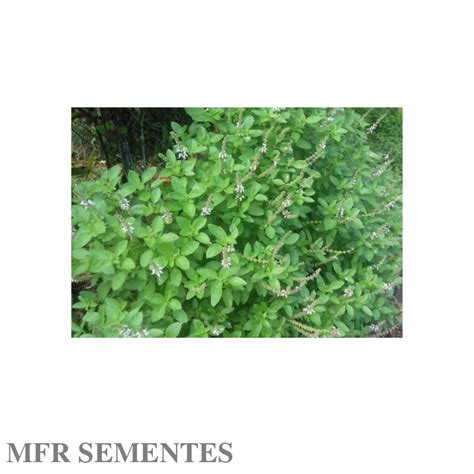 Manjeric O Alfavaca Basilic O Mg De Sementes Excelente Para Uso