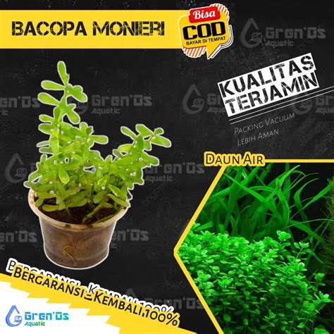 Jual Bacopa Monnieri Monieri Tanaman Tumbuhan Stamp Stem Aquascape