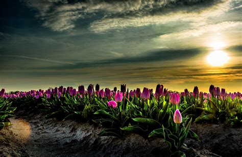 802377 Scenery Fields Tulips Sunrises And Sunsets Sky Mocah HD