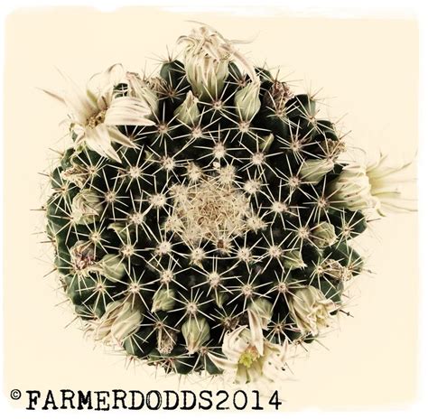 Mammillaria Heyderi Ssp Applanata Flowers Decor Plants