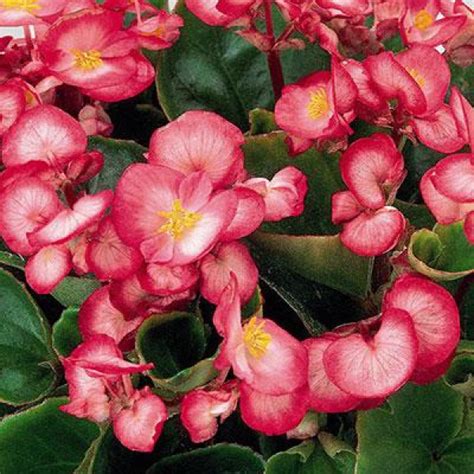 Comprar Begônia Ambassador Mix 1000 sementes Begonia semperflorens