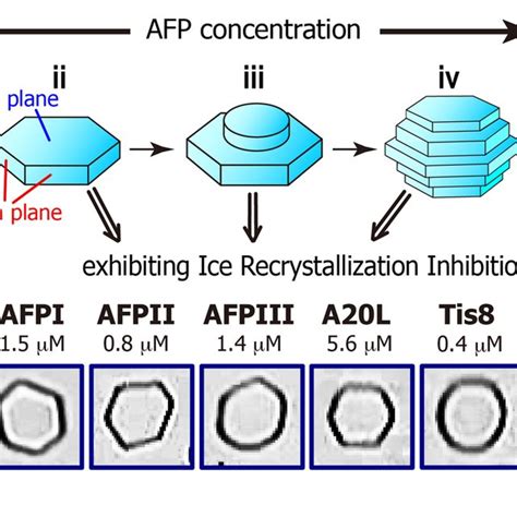 PDF Ice Recrystallization Is Strongly Inhibited When Antifreeze