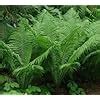 Matteuccia Struthiopteris Hardy Perennial Garden Fern Sun Or Shade Cm